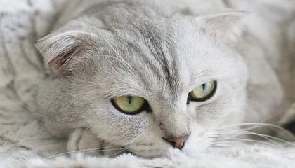 某网红茶室价格虚高，茶品普通